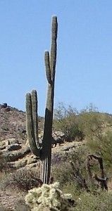 Arizona Cactus public domain