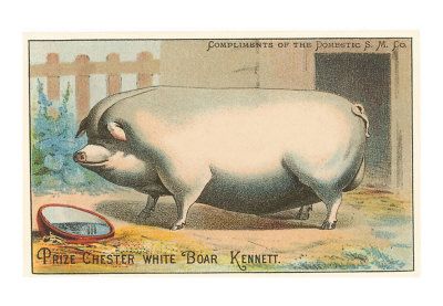 TC-00065-D~Bloated-Pig-Posters