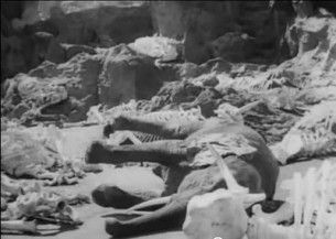 Elephant Graveyard