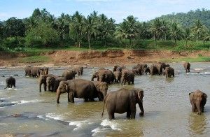 Elephant orphanage - wikipedia