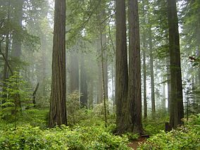 Redwoods - wiki