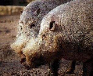 pig - bearded - wiki