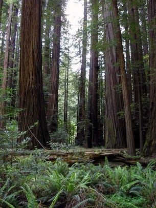 Redwoods - Humboldt -- wiki