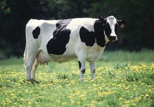 cow Friesian-Holstein - wiki