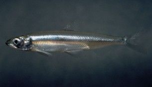 Smelt - delta