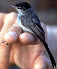 Gnatcatcher - Wikipedia