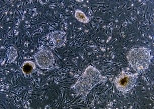 Stem_cell_embryo_5x_01