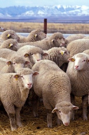 sheep flock - wiki