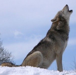gray wolf