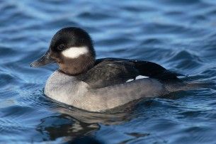 Duck - Bucephala-albeola - Wikipedia
