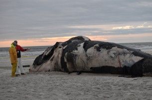 Whale on beach