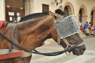 horse blinders_emilio labrador