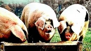 pigs at a trough
