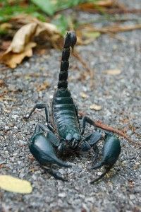 Scorpion - wikipedia