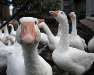 215